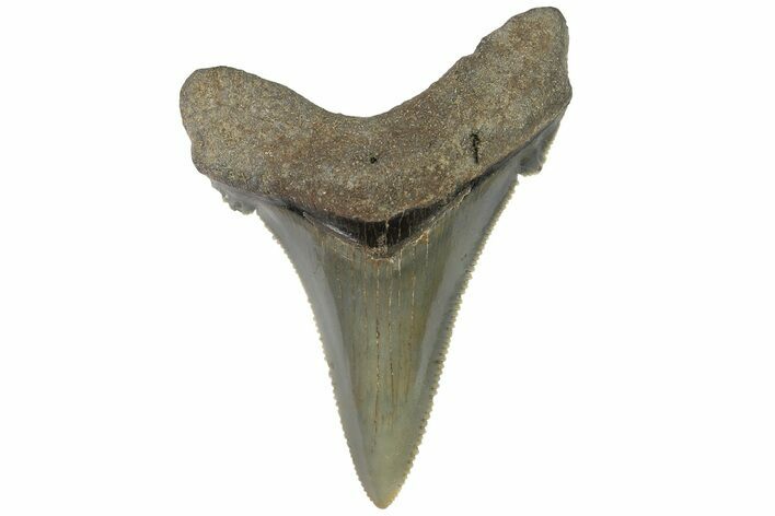 Serrated Angustidens Tooth - Megalodon Ancestor #169314
